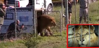 Lion Was Rescued circus