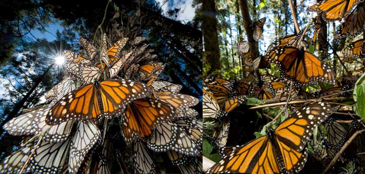 Monarch Butterfly Swarm