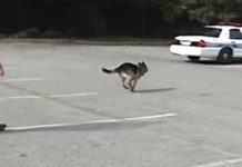 Police-dog-trained-work-door