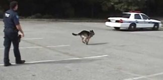 Police-dog-trained-work-door