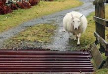 Sheep Figures to cross the road