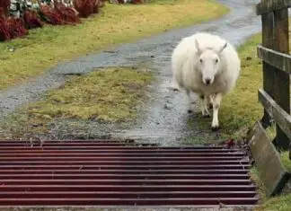 Sheep Figures to cross the road