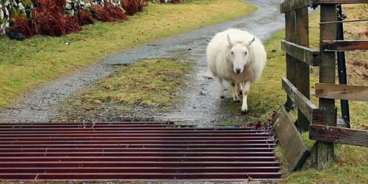 Sheep Figures to cross the road