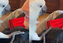 Sweet parrot meets new puppy