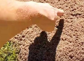 ant hack chemical free