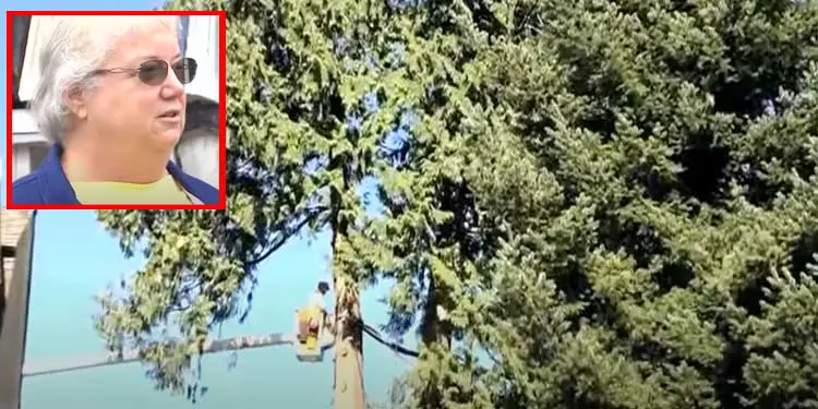 artist uses chainsaw to cut down a treee