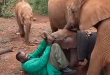 baby-elephant-rescued-herd