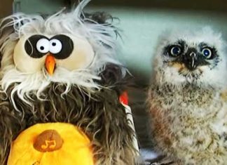baby-owl-with-toy-owl