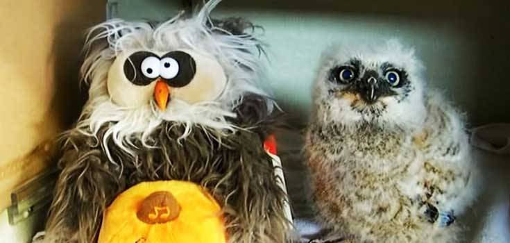 baby-owl-with-toy-owl