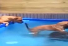 bulldogs-get-tire-from-pool