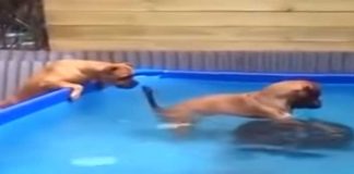 bulldogs-get-tire-from-pool