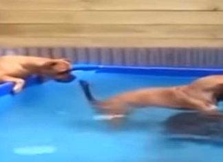bulldogs-get-tire-from-pool