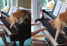 cat plays piano
