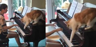 cat plays piano