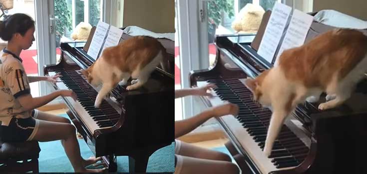 cat plays piano