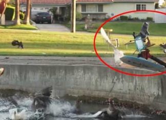 cat_duck_revenge