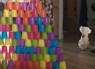 cuckatoo-tower-knock-down