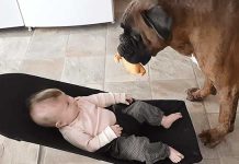 dancing-dog-baby-laugh