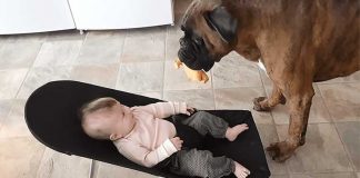 dancing-dog-baby-laugh