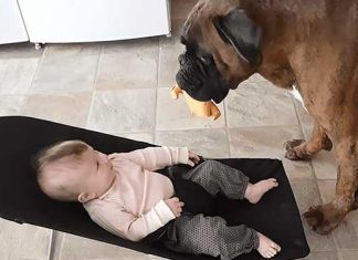 dancing-dog-baby-laugh