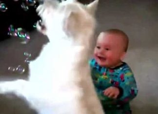 Babies Laughing Hysterically At Dogs