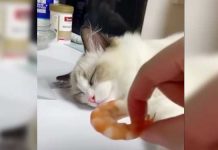 kitty dream to reality