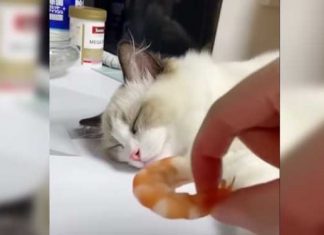 kitty dream to reality