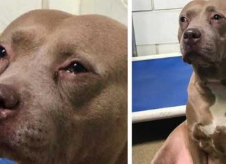 mama-dog-dumped-cries