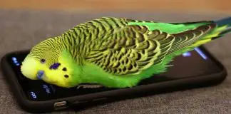 parakeet-speaks-to-siri