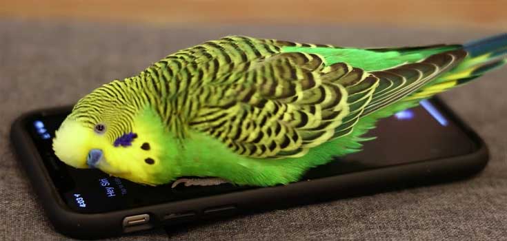 parakeet-speaks-to-siri