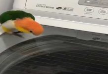 parrot-washing-machine