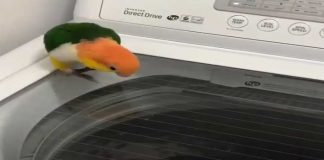 parrot-washing-machine