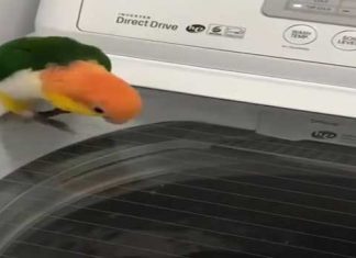 parrot-washing-machine