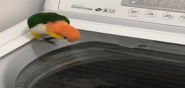 parrot-washing-machine