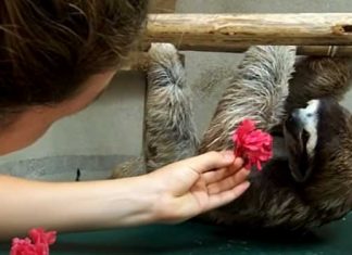 sloth-wants-a-hug