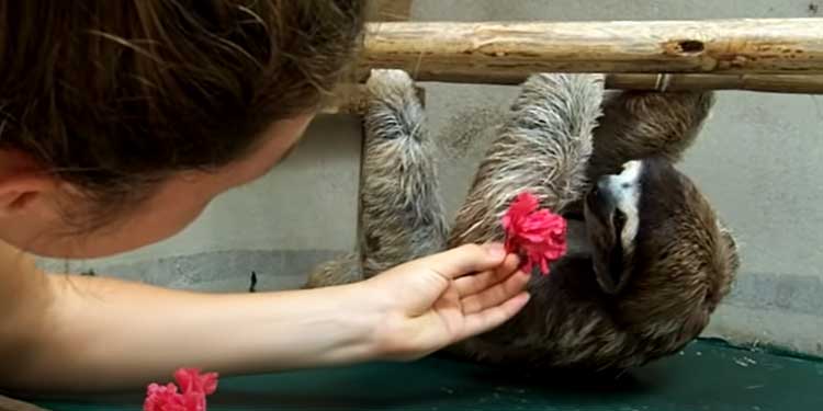 sloth-wants-a-hug