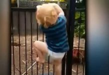 2-Year-Old Scales Locked Swimming Pool
