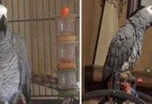Annoyed Parrot Tells Dog Off For Barking Too Much