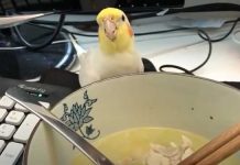 Cockatiel Attempts to Steal Soup