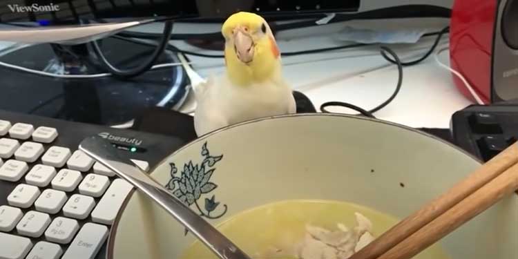 Cockatiel Attempts to Steal Soup