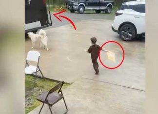 Delivery Driver Present