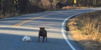 Dog Spotted With Frozen Thanksgiving Turkey