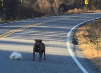 Dog Spotted With Frozen Thanksgiving Turkey