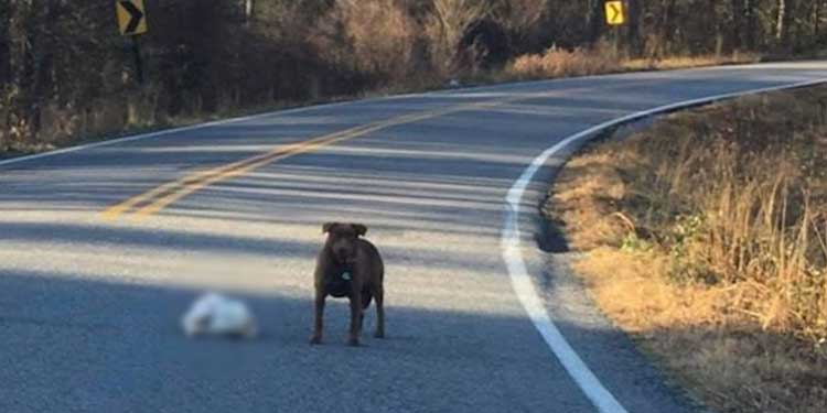 Dog Spotted With Frozen Thanksgiving Turkey