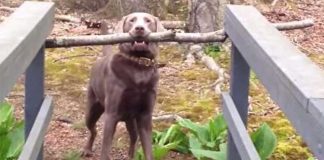 Dog Thinks Through A Problem