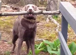 Dog Thinks Through A Problem