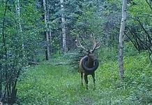 Elk Freed From Tire Stuck
