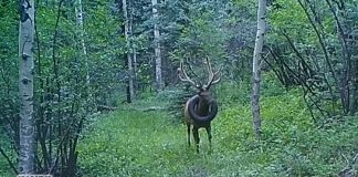 Elk Freed From Tire Stuck