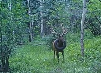 Elk Freed From Tire Stuck