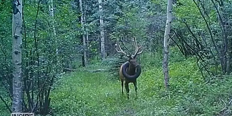 Elk Freed From Tire Stuck